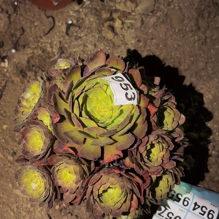 953雨荷多肉植物不售后