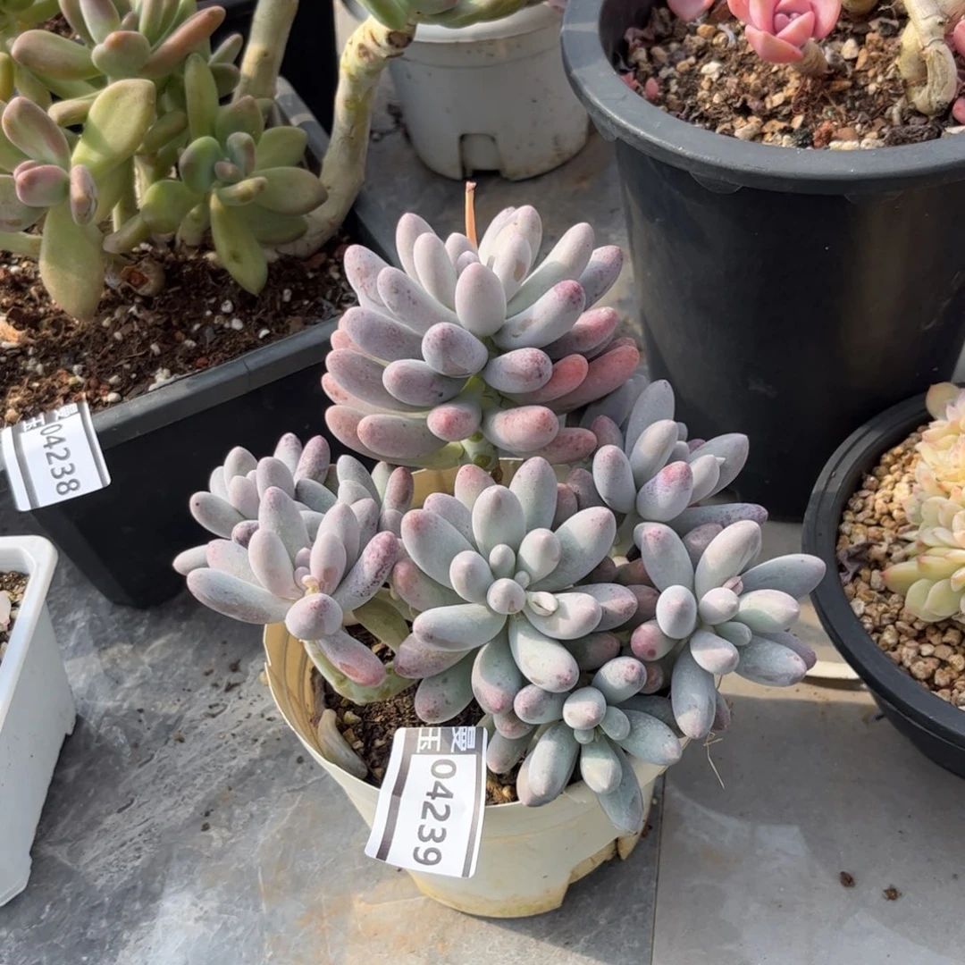 汤圆多肉植物04239