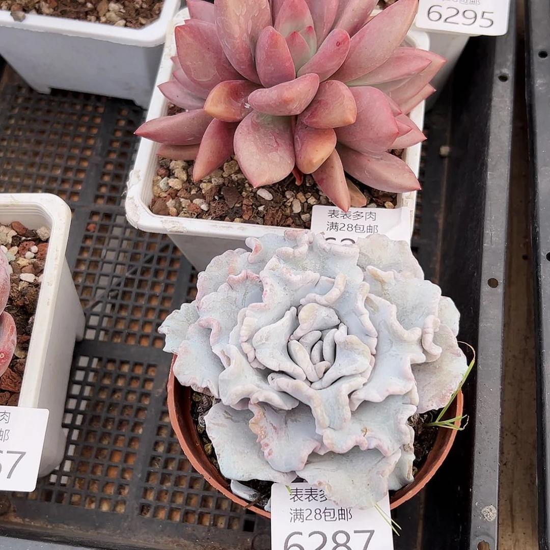 9号超****。我们的确是一个6287