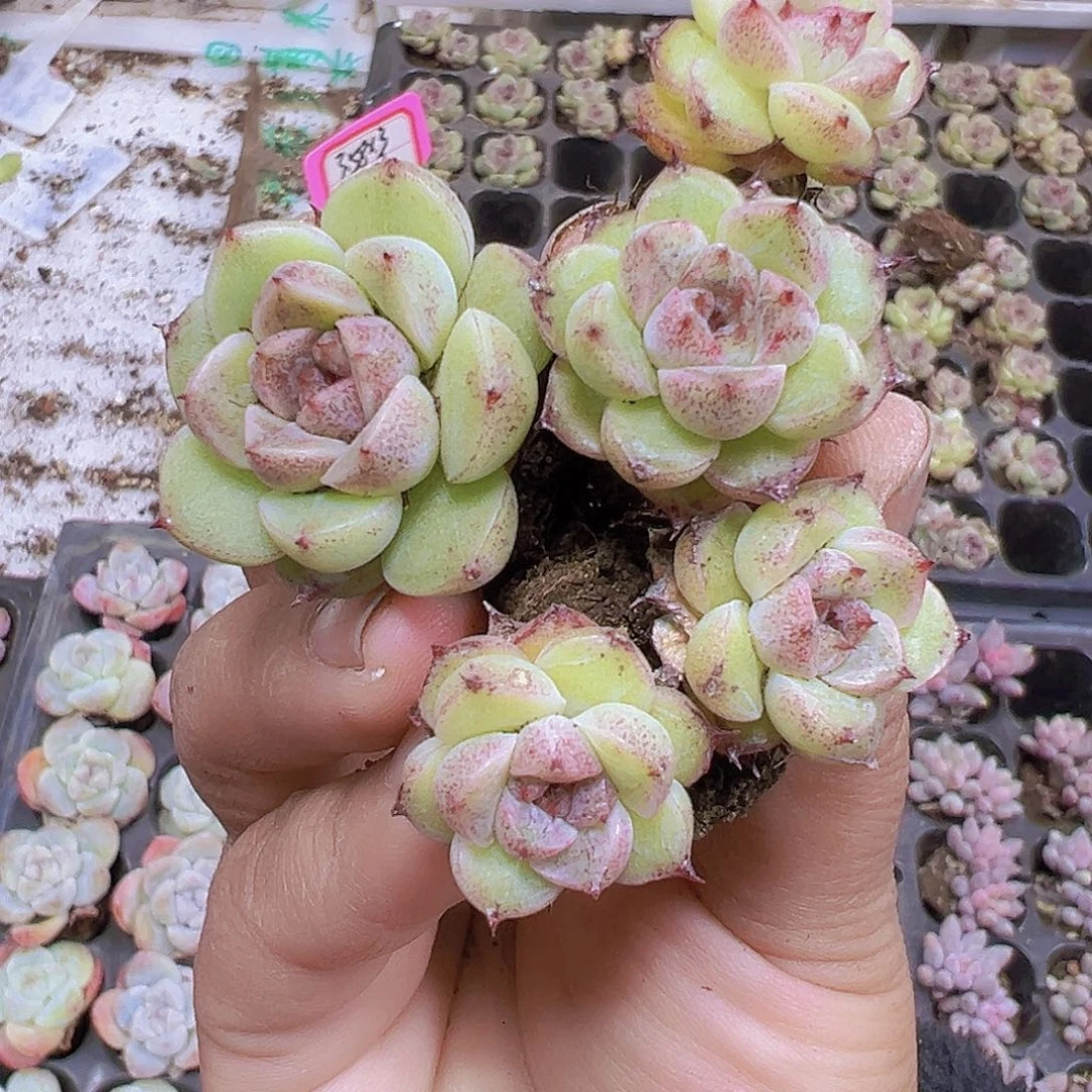 赤水晶5个19包邮多肉植物