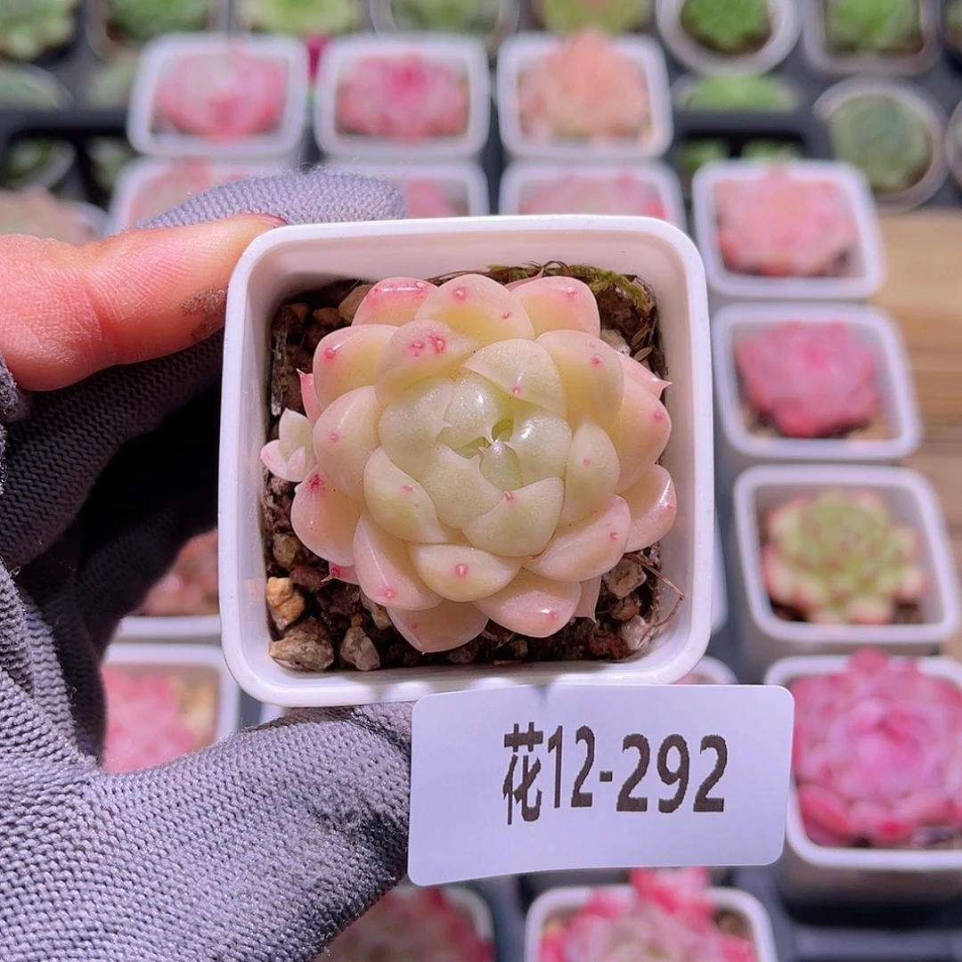 花12-292麦秆单头