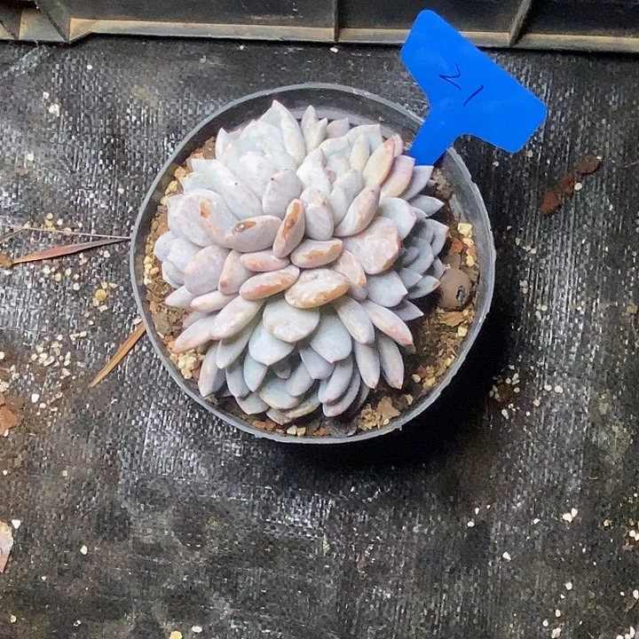 用****021///////////////