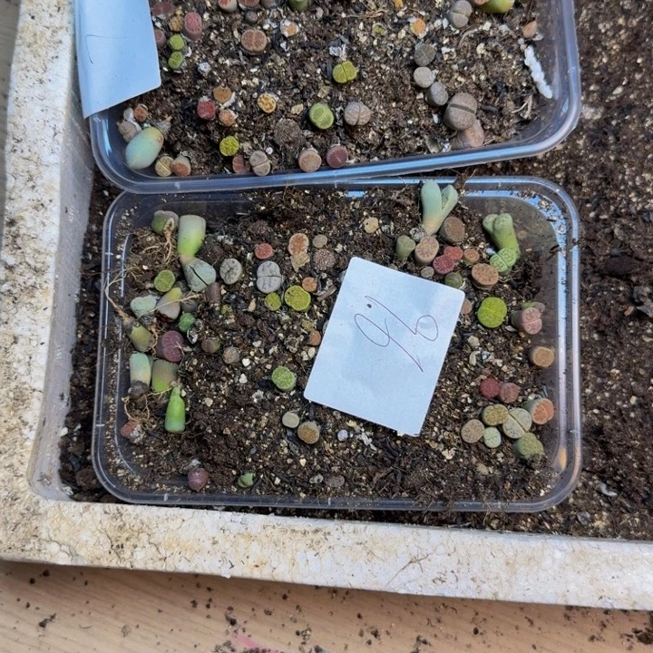 可***安多肉植物的生长7加96