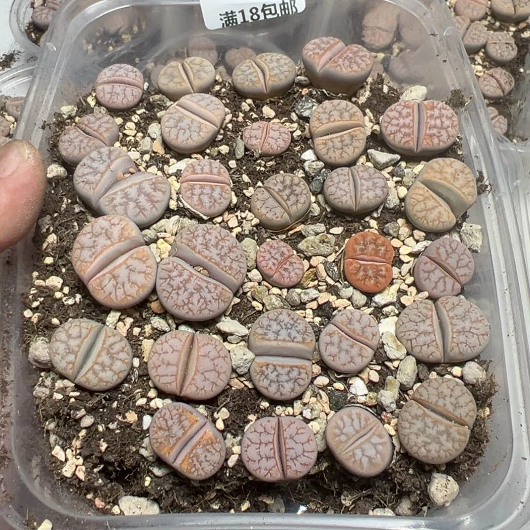 【闪购商品】F**? 295。