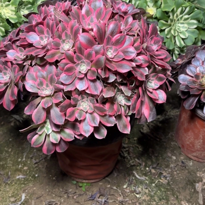 多肉植物法师女妖7