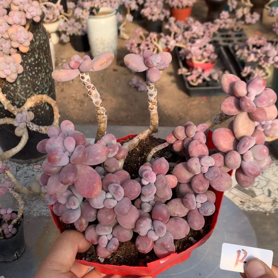 桃蛋老桩不带盆12号