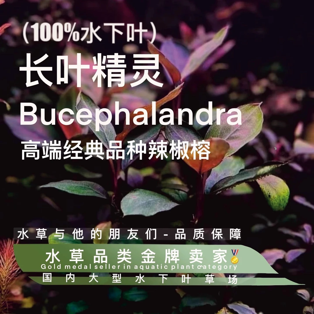 长叶精灵辣椒榕真正水下叶- 鱼缸造景水草水培增氧活体淡带根植物