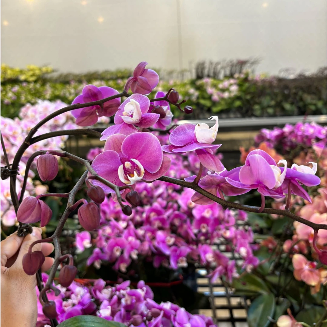 蝴蝶兰【赛冰冰】2.8寸广东源头基地直发超级带花带花苞发货