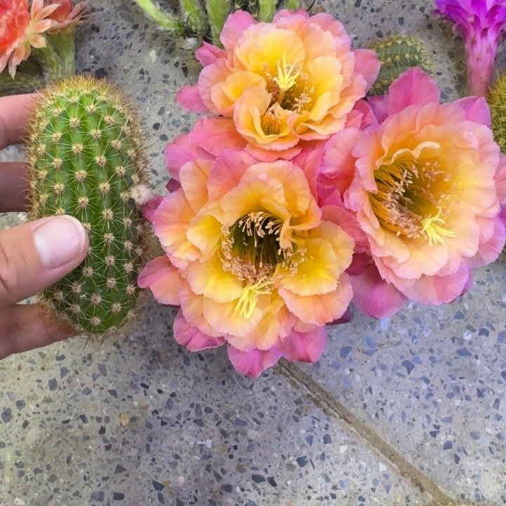 200金妞时光歪无根侧牙6公分左右，20包邮