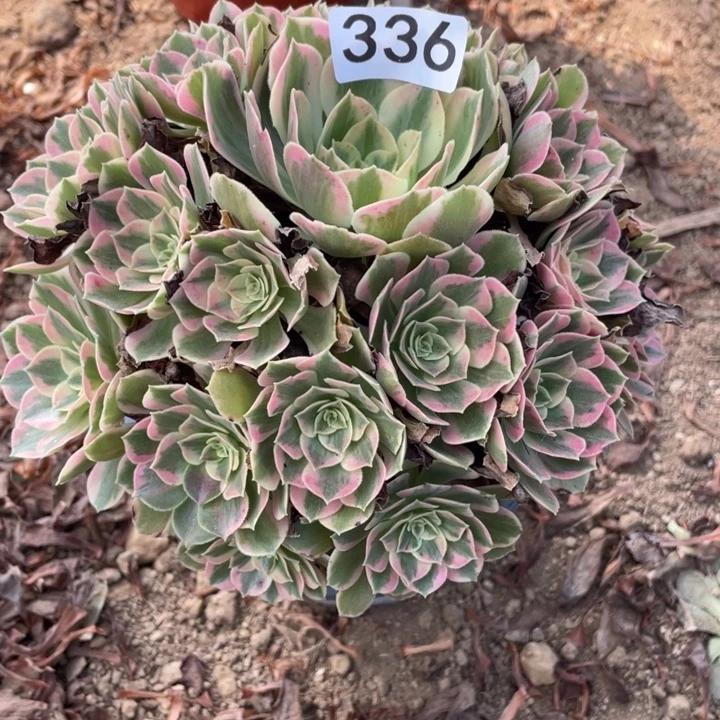 无花朵336多肉植物女妖