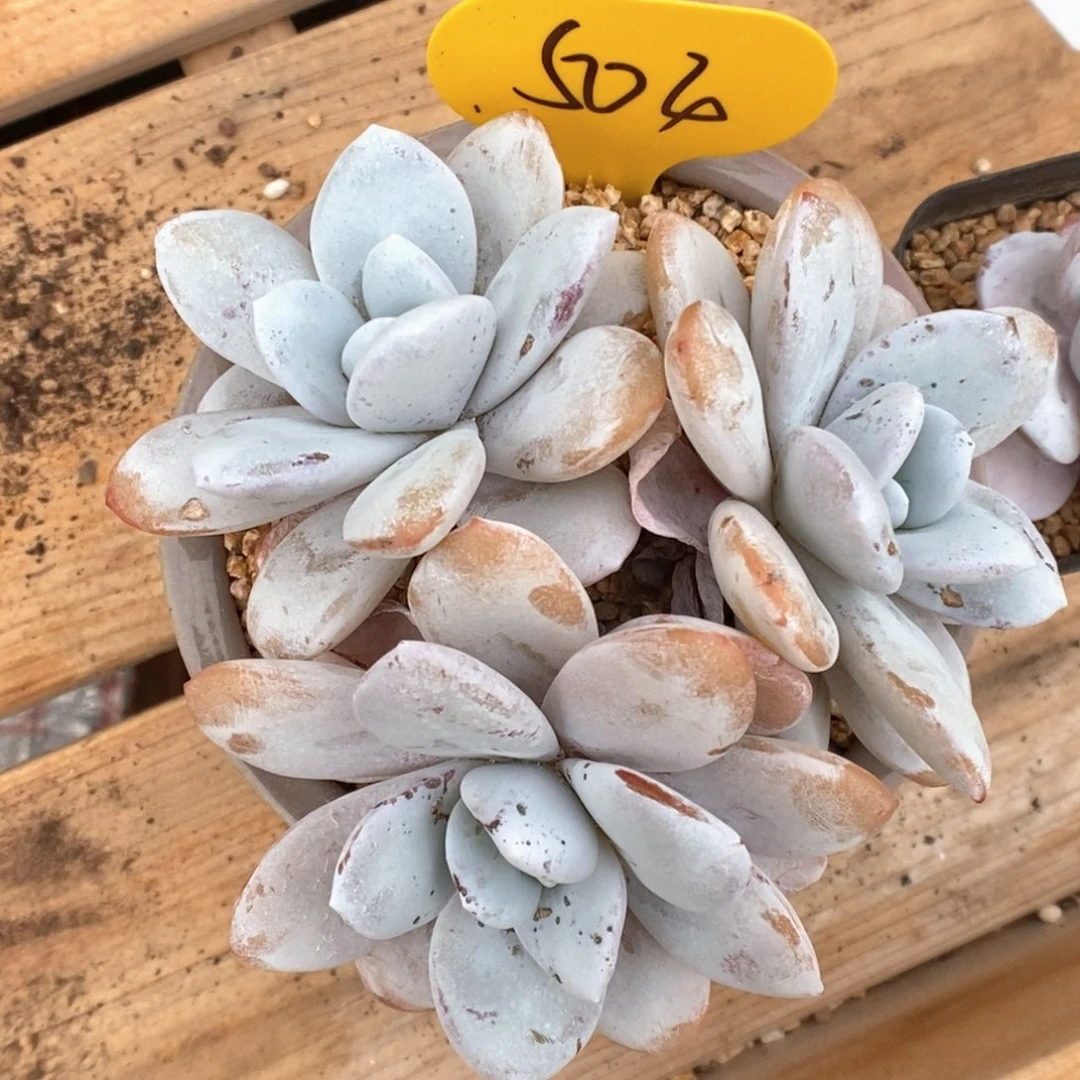 雪莲群生504号。