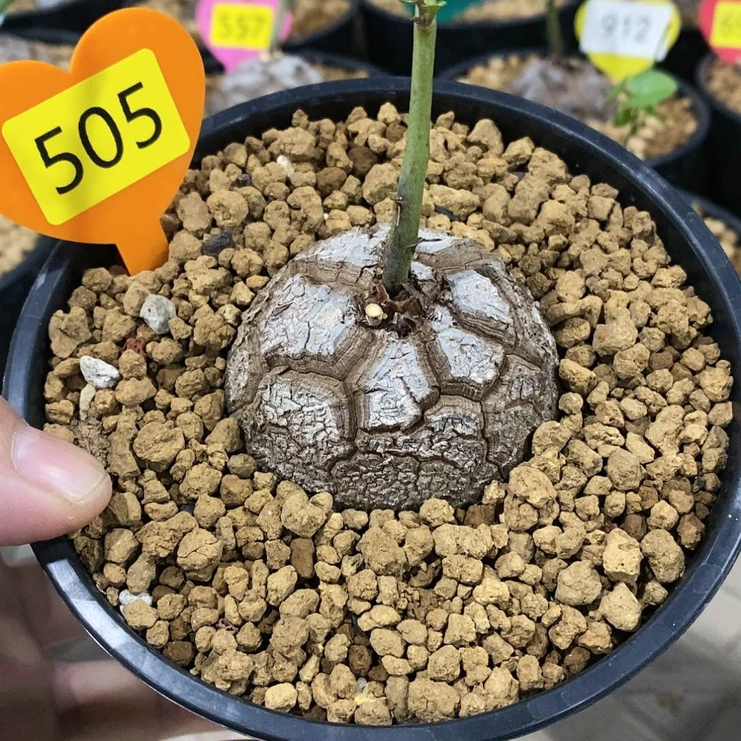 南非龟甲龙龟甲龙