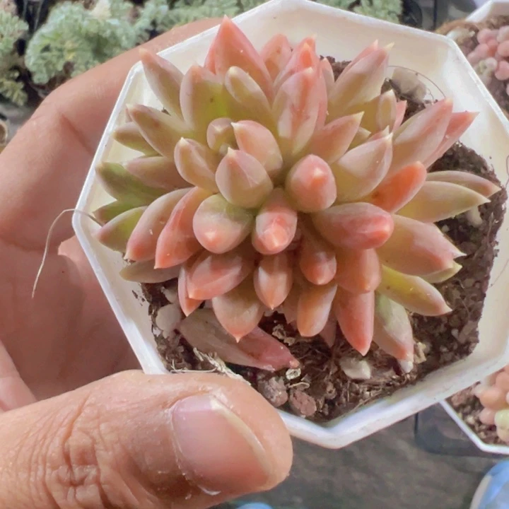 炫彩星精品多肉植物大战