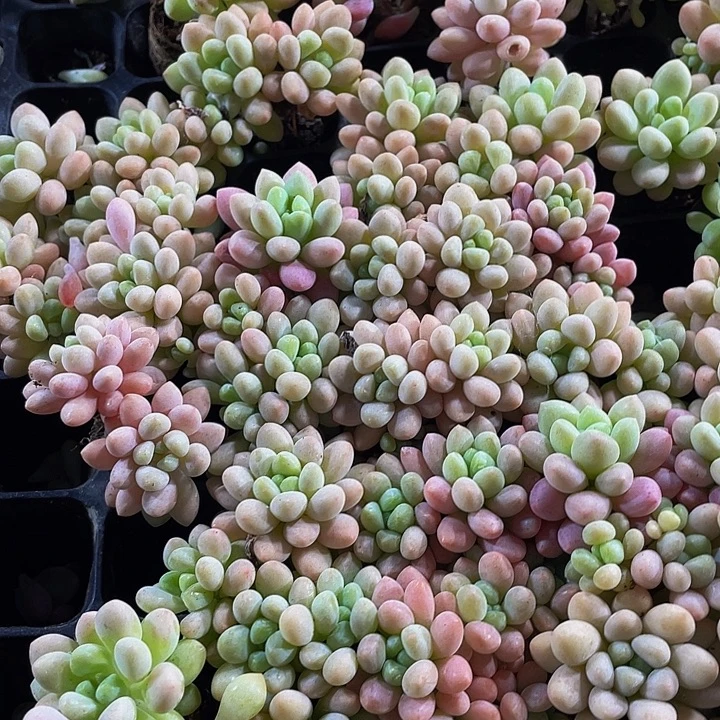 小洛可可1元带土发货