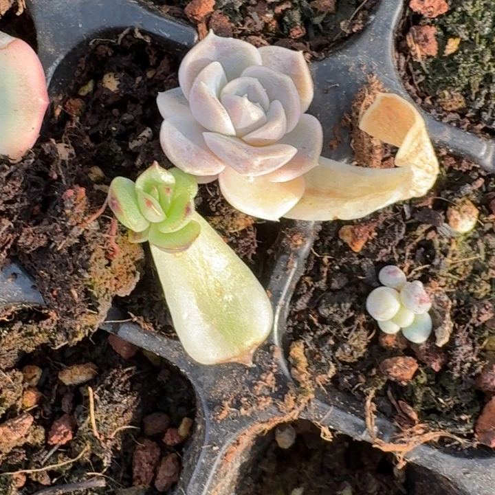 黑水晶锦汉堡一物一拍511