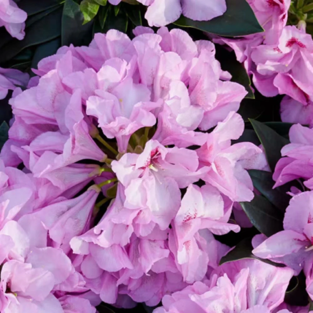 紫色火焰2个花苞欧洲进口高山杜鹃