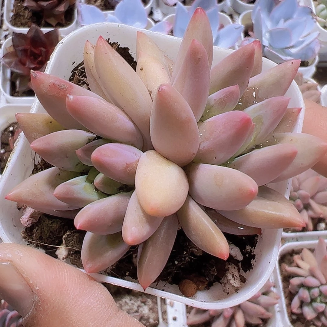 红蜻蜓19包邮多肉植物