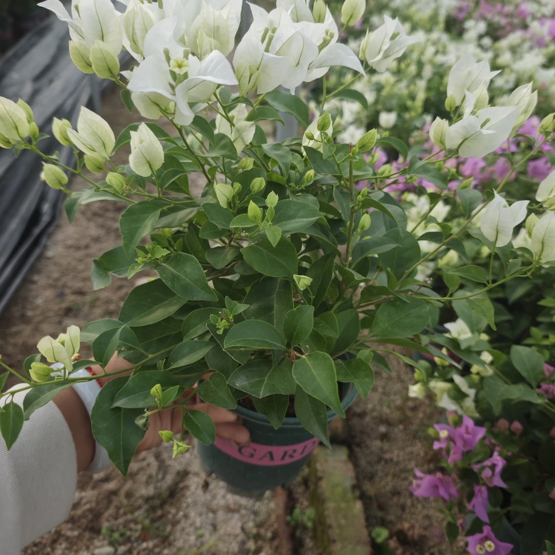 【一物一拍】四季开花爬藤三角梅以直播间为准