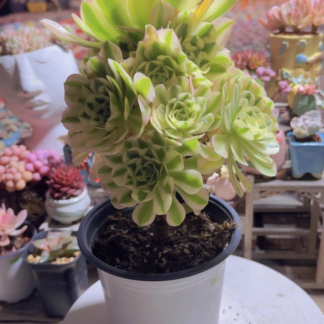 一物一拍编号127