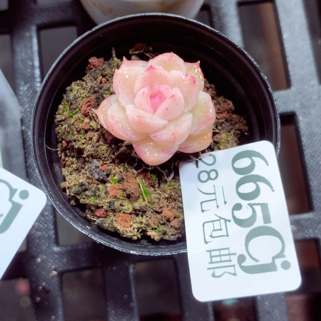 5厘米盆精控多肉665