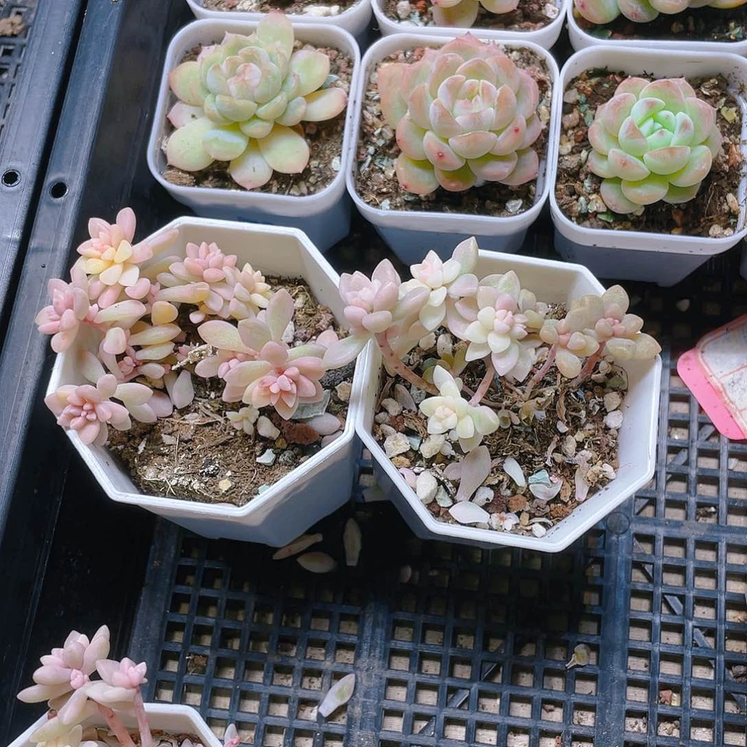 姬秋丽锦盆不售后一个满25包邮