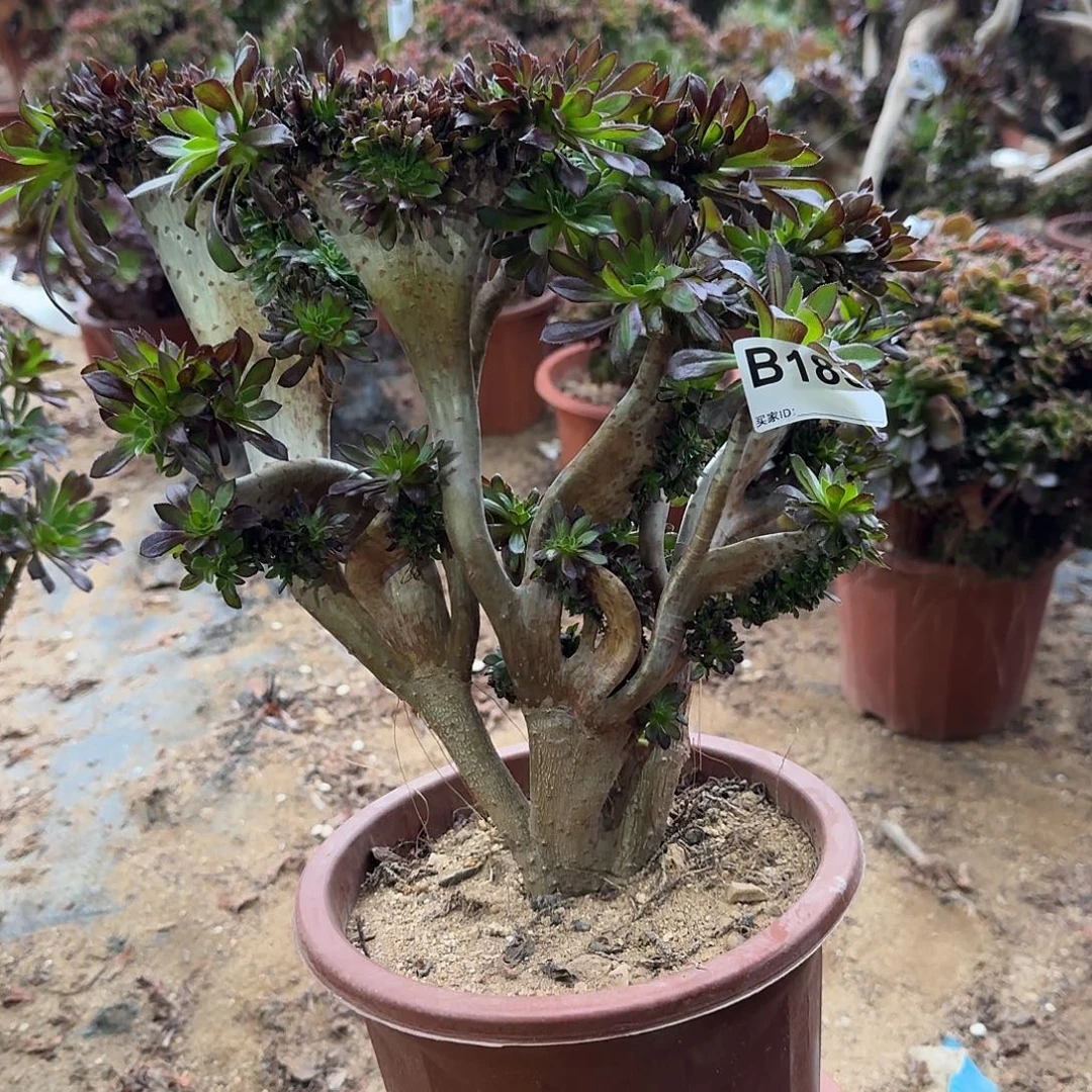 185黑法师有伤一颗呀