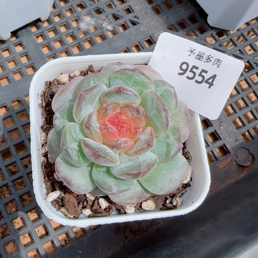 爱心，9554多肉植物