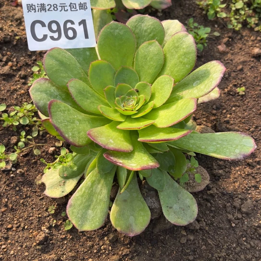 961多肉植物雨荷