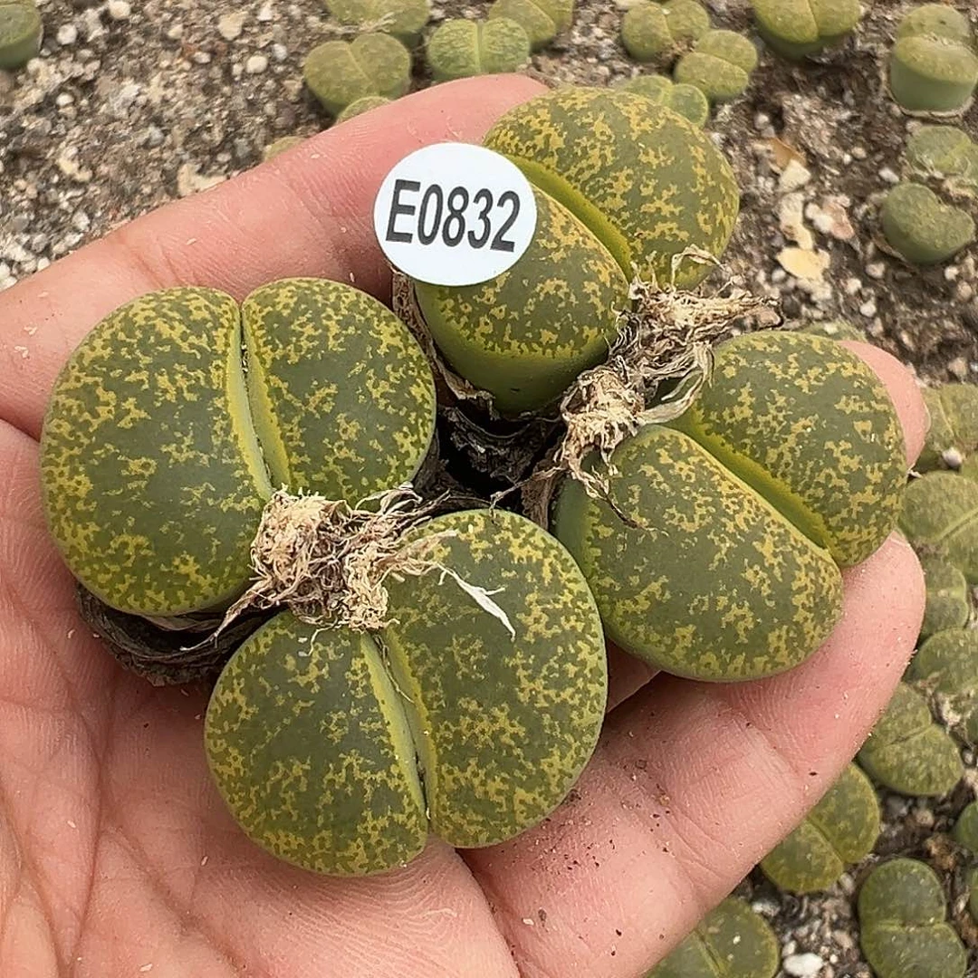 832绿1111111111111111111