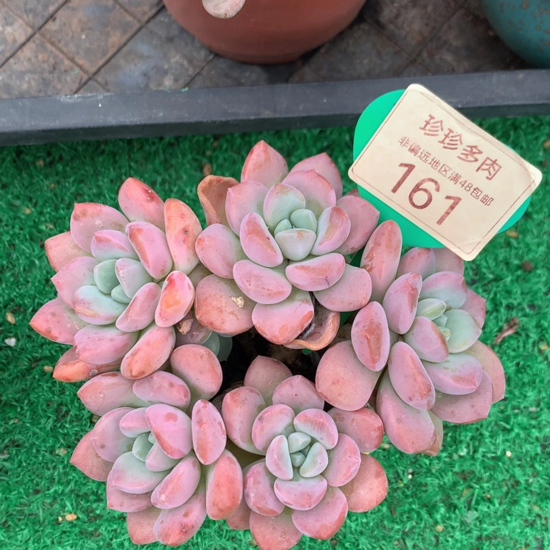 白露老桩无砍平头161