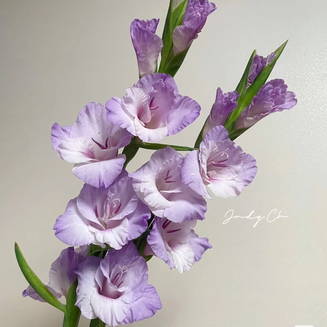 【诺帝卡剑兰】2单正价包邮 偏远地区有运费 云南鲜花基地直发