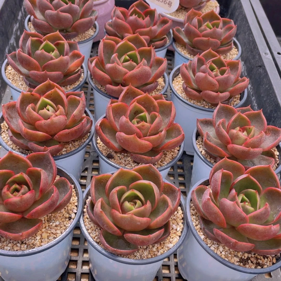 量拍56号 红灯大单头一个