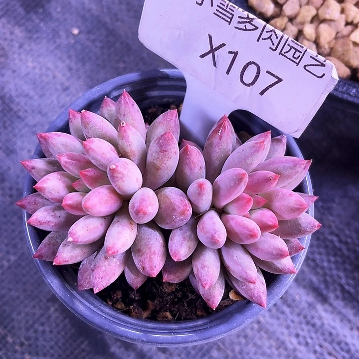 娅*a我是第一百个为妖刀应援的阴阳桃花