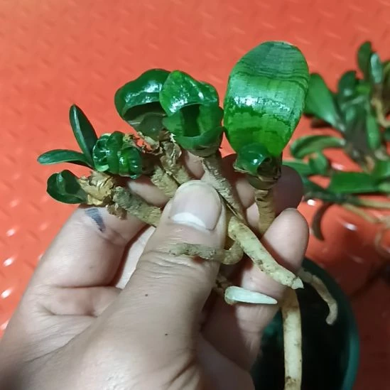 君子兰小苗君子兰小苗，