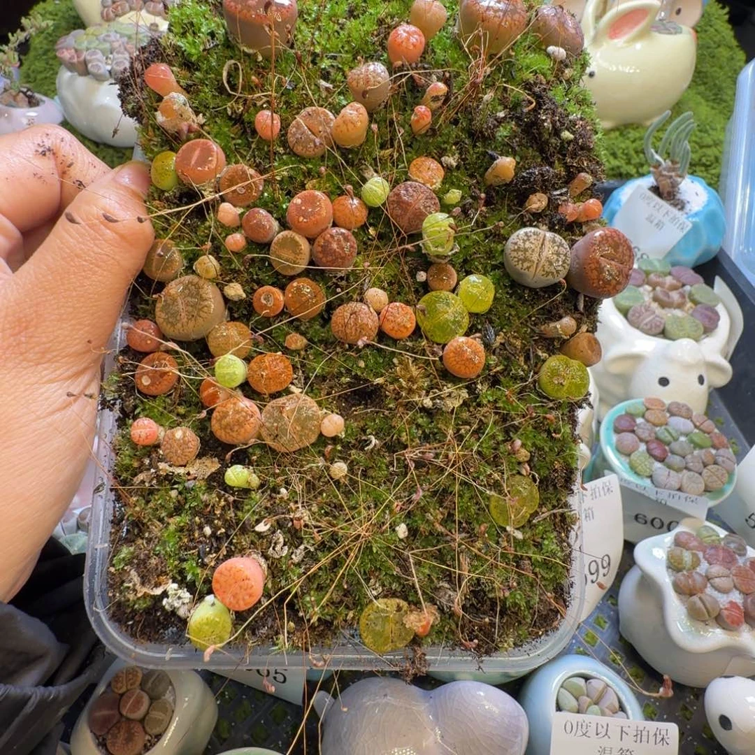 尹***辰多肉植物福利冲549