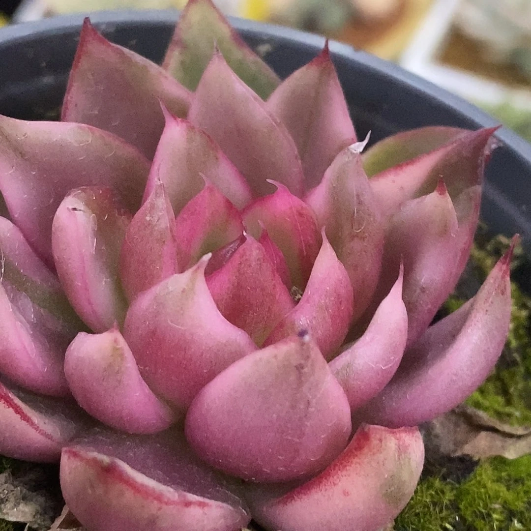 163野马hi哈哈哈哈哈