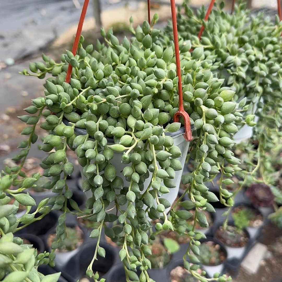 情人泪多肉植物精品
