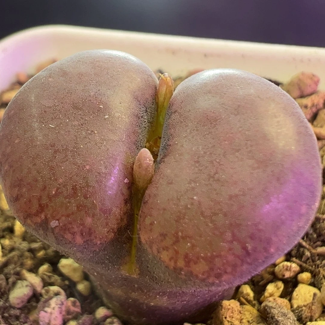 开播福利 肉锥植物