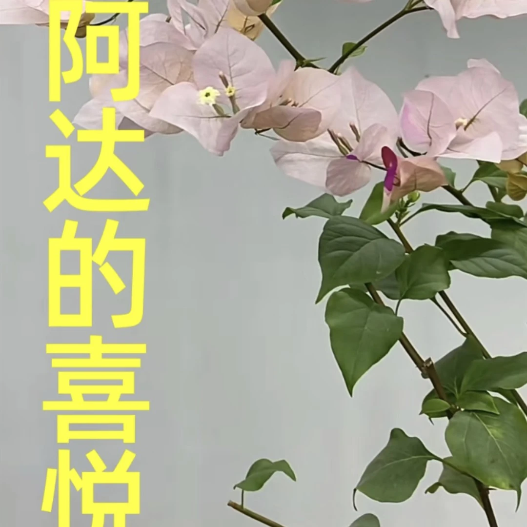 阿达喜悦三角梅适合阳台庭院种植四季开花勤花