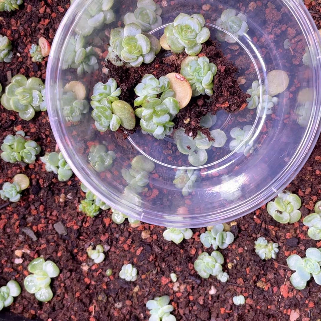 涵***甜心E一物一拍127