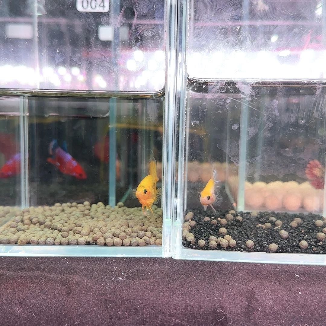 斗鱼印尼精品斗鱼宠物