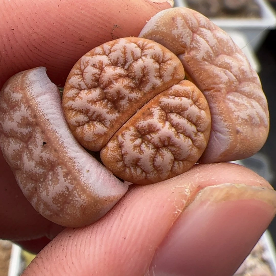 碎***?061号拿铁 多肉植物