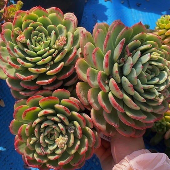 平**?十里桃花18013多肉