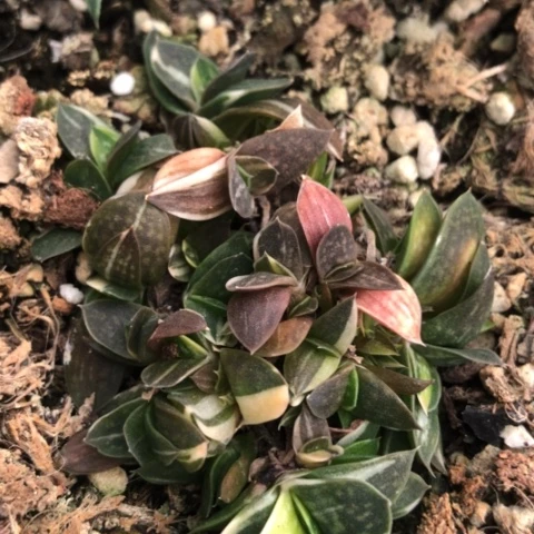 蜗牛子宝锦群蜗牛锦
