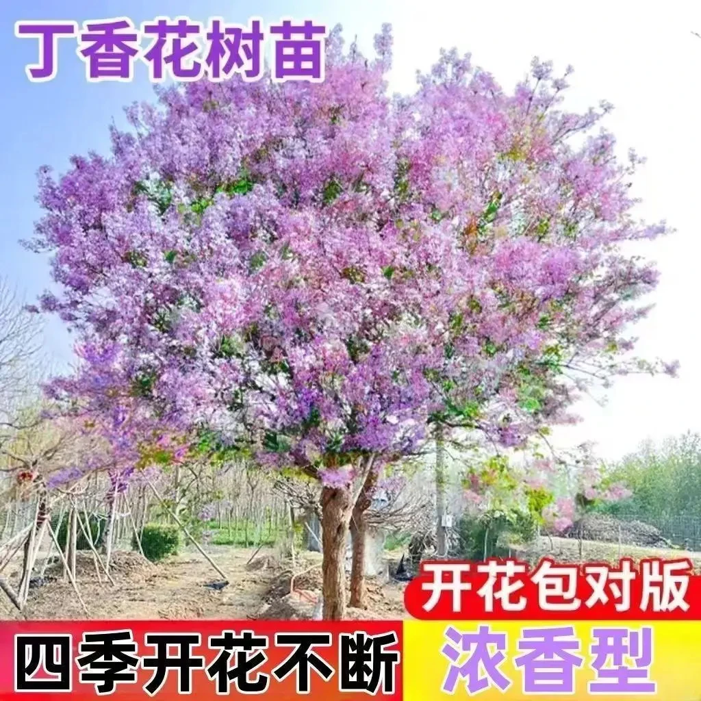四季开花浓香型丁香花树苗庭院南北方种植盆栽室内外耐寒花卉植物