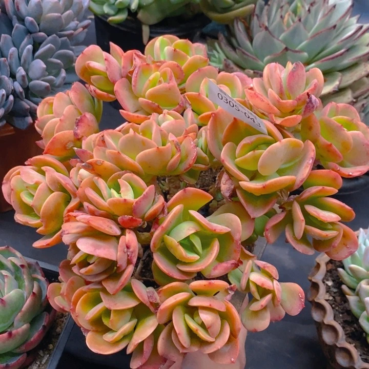 夏悦多肉 0305-43火焰玫瑰