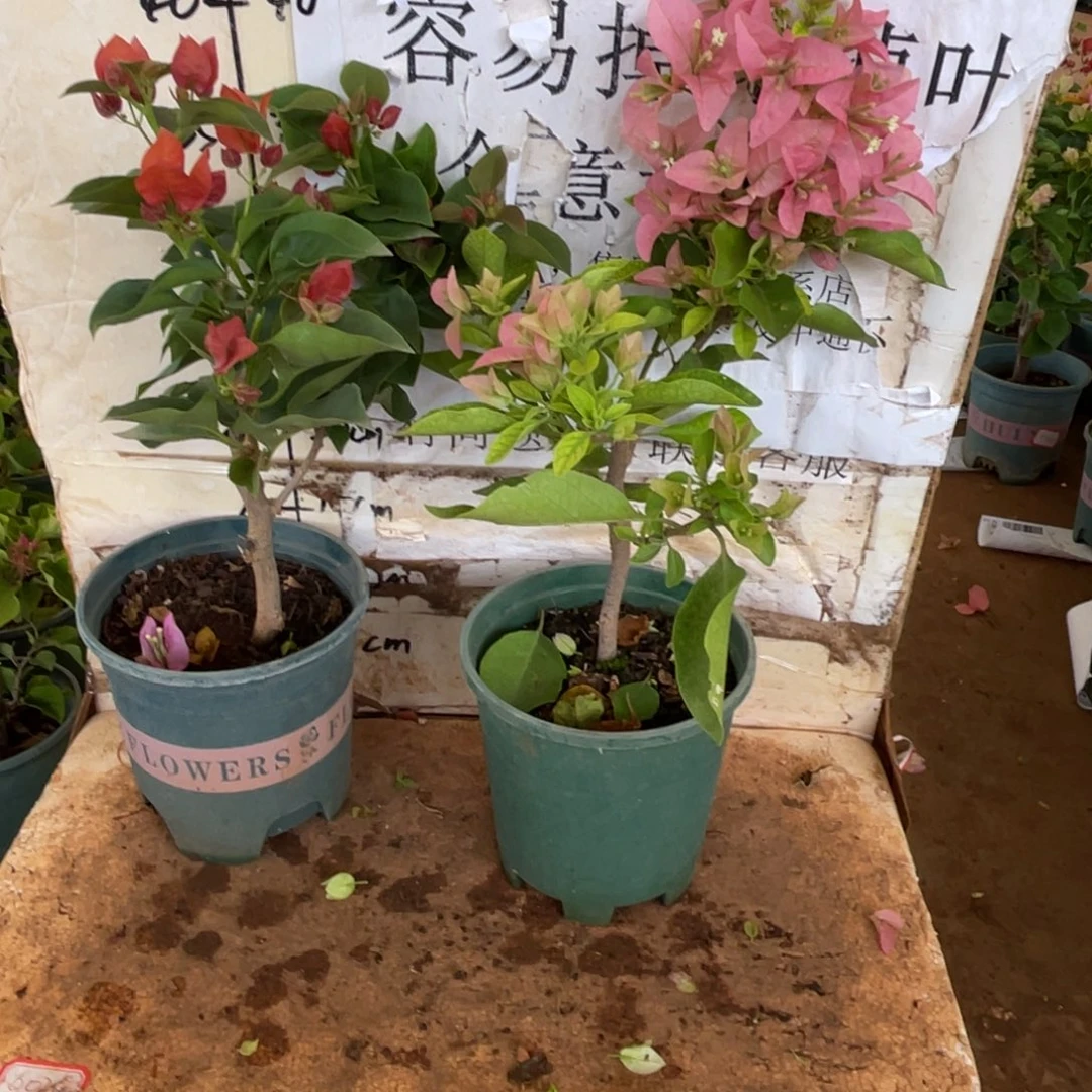 邱***峰当前无花栽培后可以开花1-5461