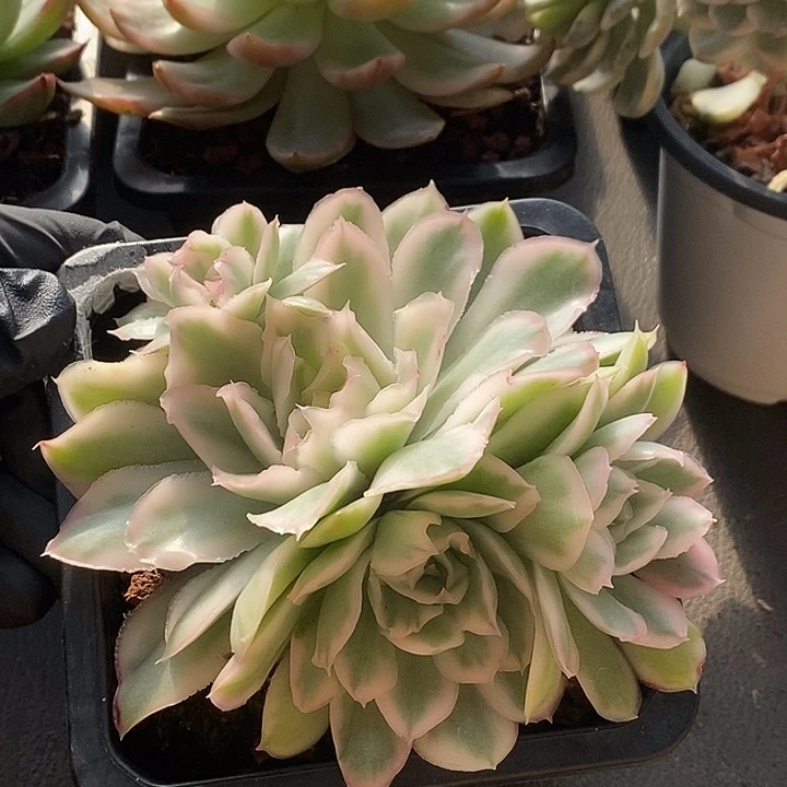 整无砍4头紫蝴蝶锦群