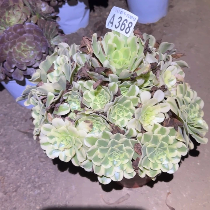 绿豆沙……不包断枝……多肉植物