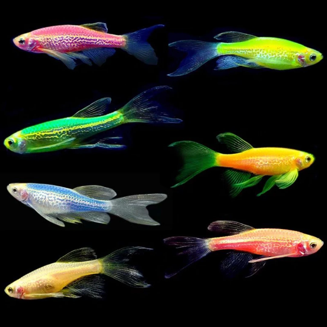 豹纹叠翼斑马鱼小型热带鱼